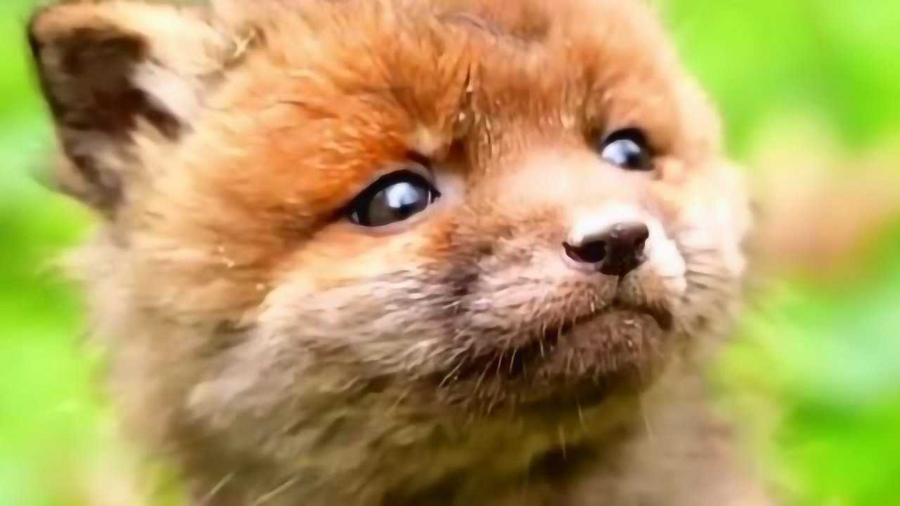 萌化人心的小赤狐,呆萌的样子特别可爱,网友:真想收养一只赤狐!