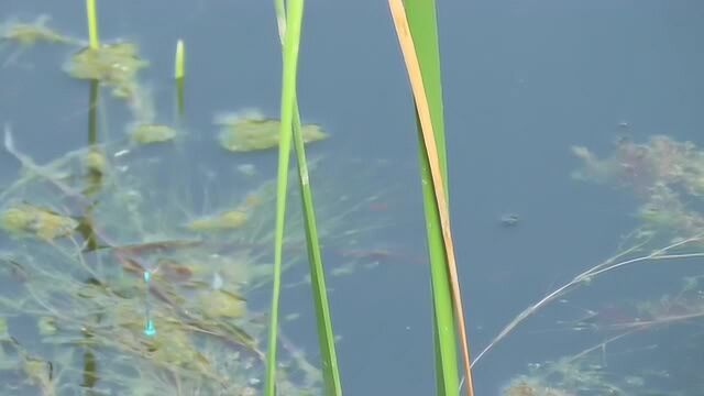 水草边野钓,意外拍摄到一条巨大黑鱼