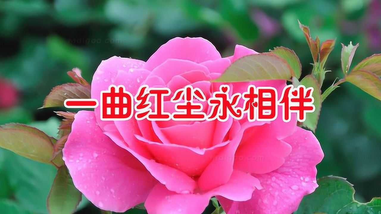 一首情歌对唱一曲红尘永相伴声声动听醉人令人久久回味