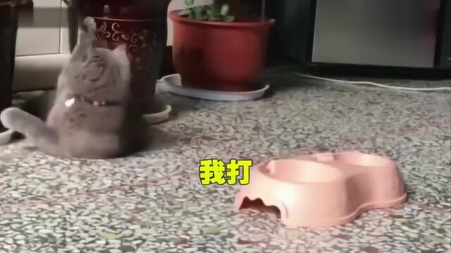 猫咪:主人我错了还不行吗?