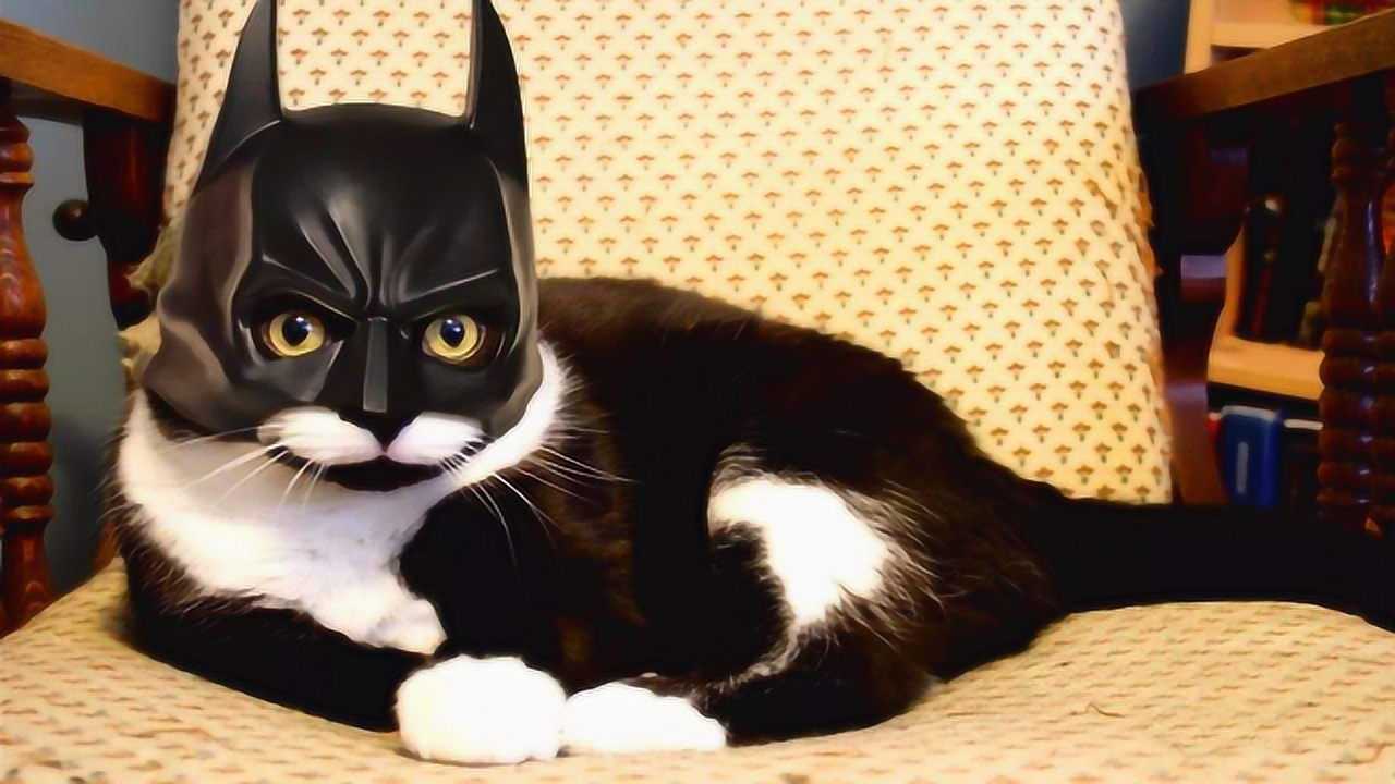 猫咪蝙蝠侠正义执行