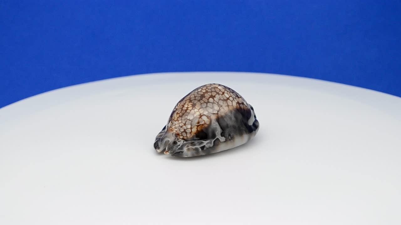 宝螺之酒桶宝螺