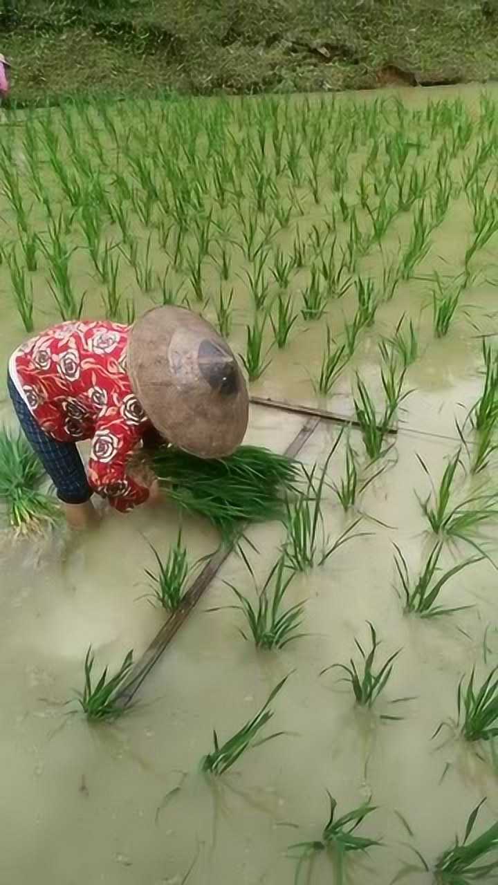 标尺栽秧法,栽秧子