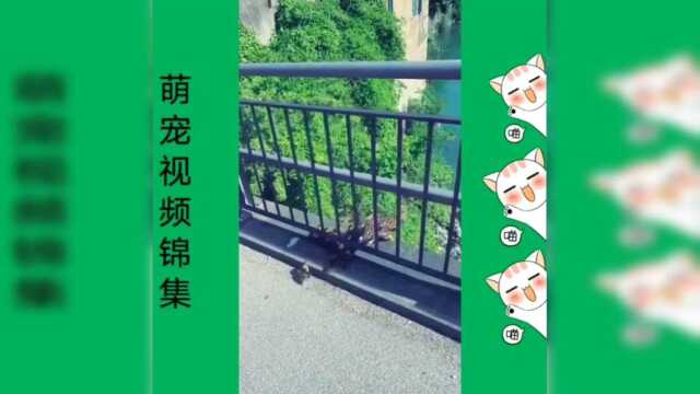 搞笑视频集锦,鸭妈妈,我们还不会飞呀