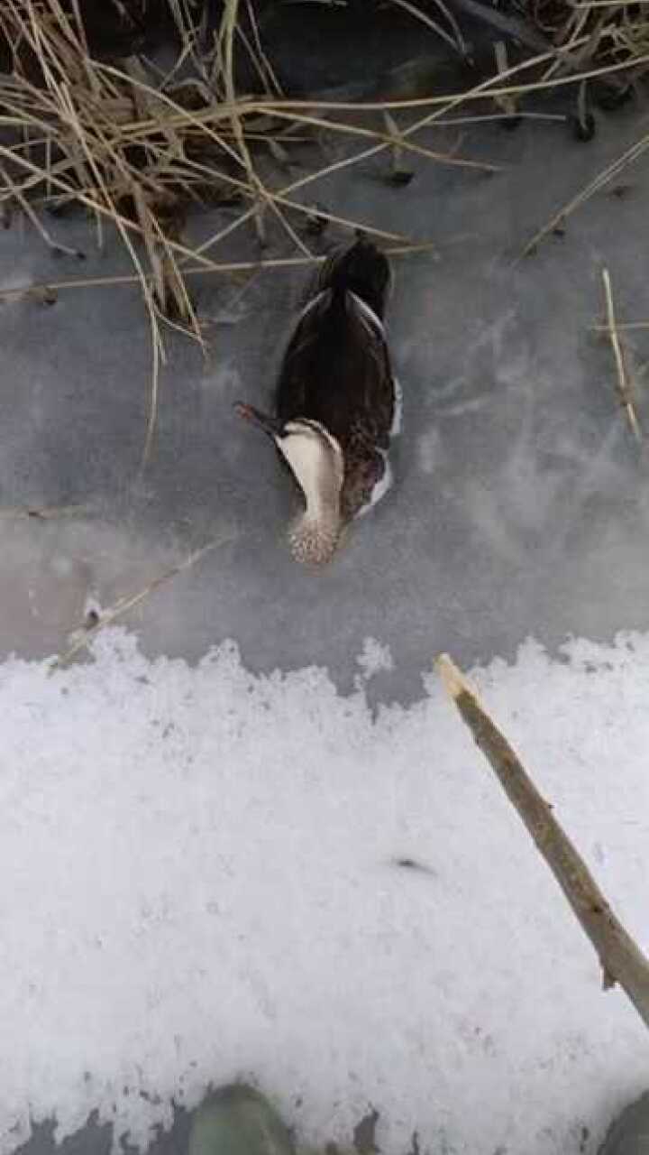 这野鸭子死的真惨,活生生被冻死了1
