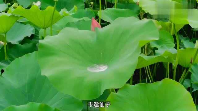 雨中赏荷,荷花带雨