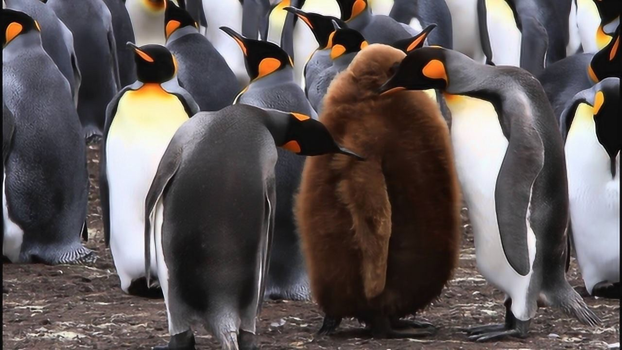 企鹅群中出现行走的"猕猴桃",一脚踩到冰窟窿,镜头记录全过程!