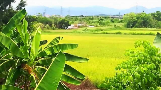 夏风吹过田野,绿了芭蕉黄了稻谷,这午后的阳光就像农民的热情