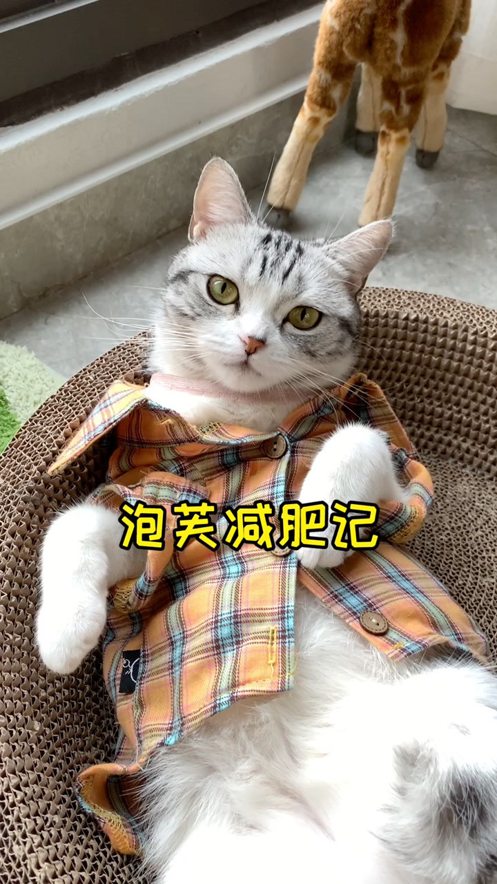 王泡芙我觉得像我这种脸小身子胖的猫不减肥也看不出来的