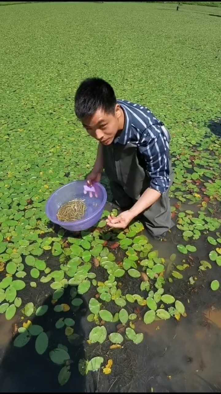 莼菜生长在高海拔的水中植物是不可多得的健康美食