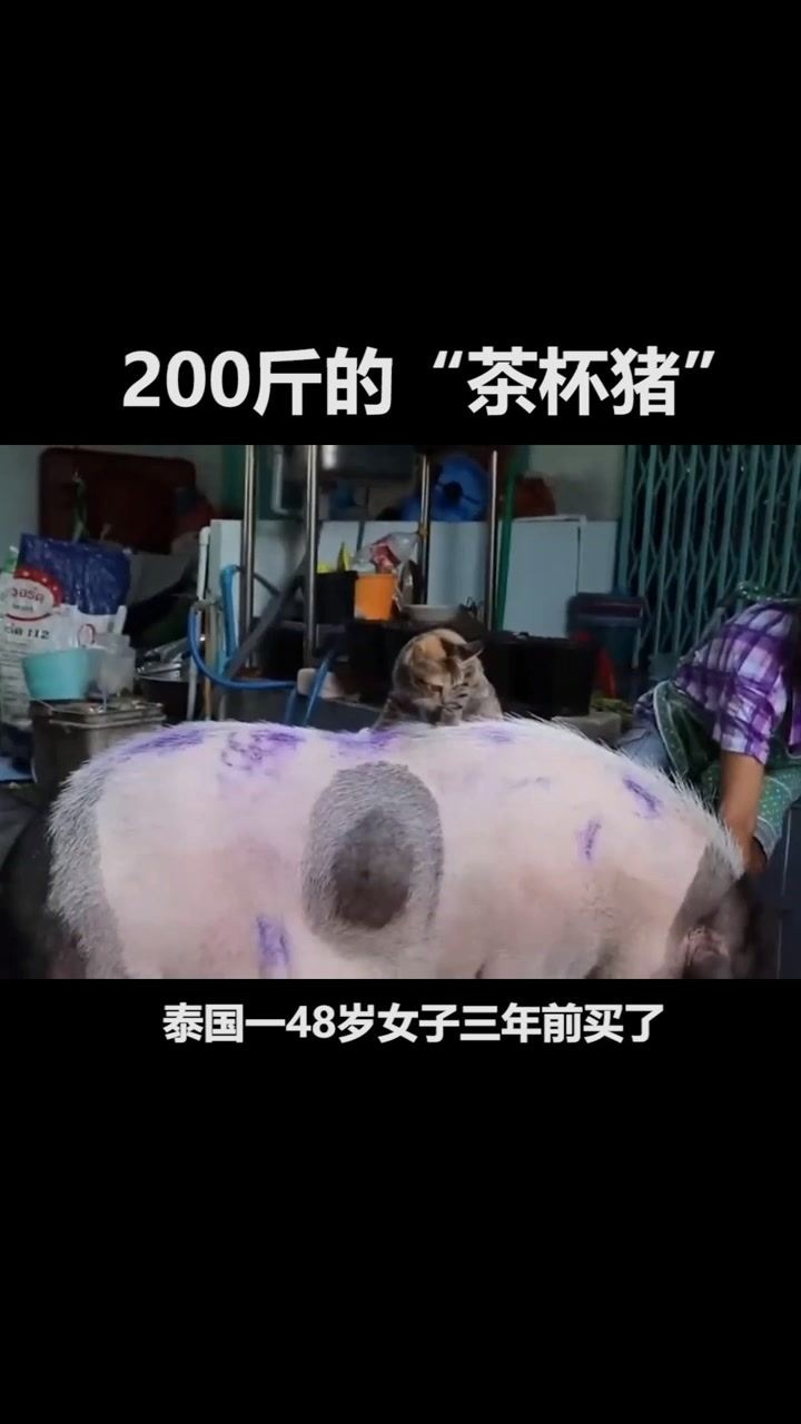 女子买了一只可爱茶杯猪怎料三年后竟长成了猛兽