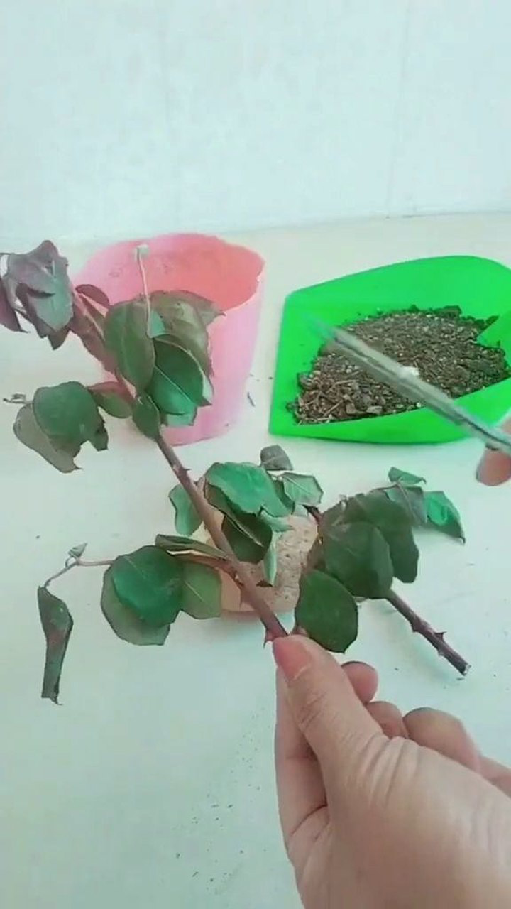 如何用土豆扦插月季花?