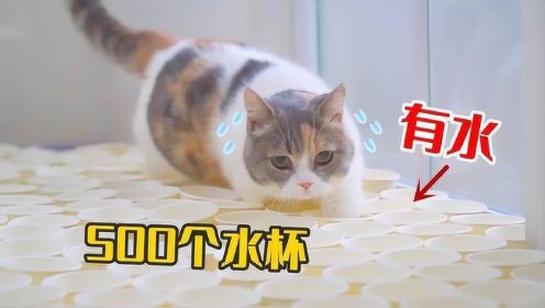 500个杯子堵住猫咪去路，猫会怎么做？猫：杯里有水！