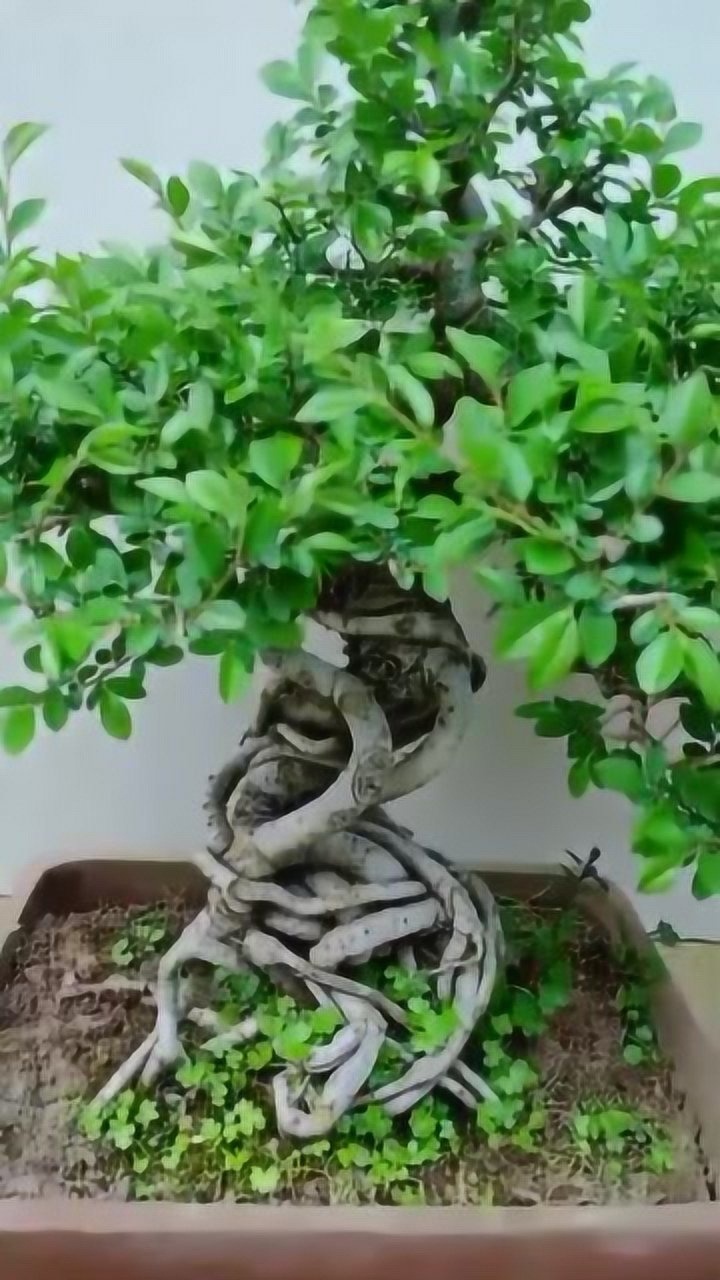 榆树老桩盆景,非常粗壮的根部,简直惟妙惟肖
