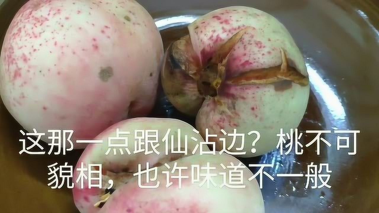 老婆说这是大山上摘得仙桃送给老公吃桃子长得实在不敢恭维