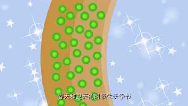 儿童科学馆:年轮是怎么形成的?你知道吗?