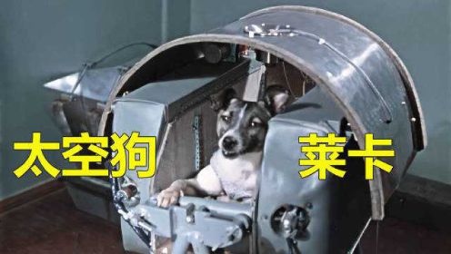 这只名叫莱卡的狗狗，现在还在太空中漂流，它是人类世界的英雄