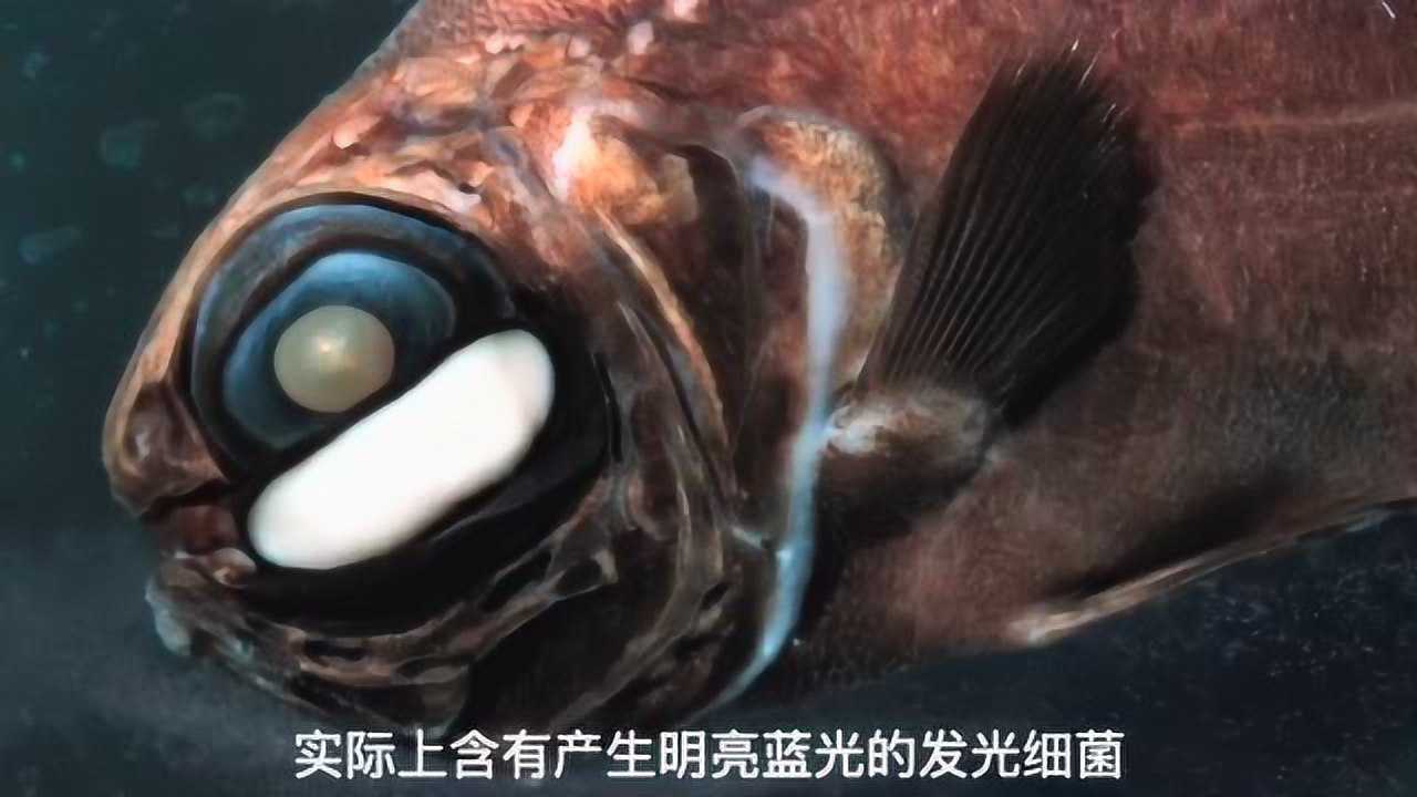 灯眼鱼灯颊鲷就像是未来世界的赛博生物