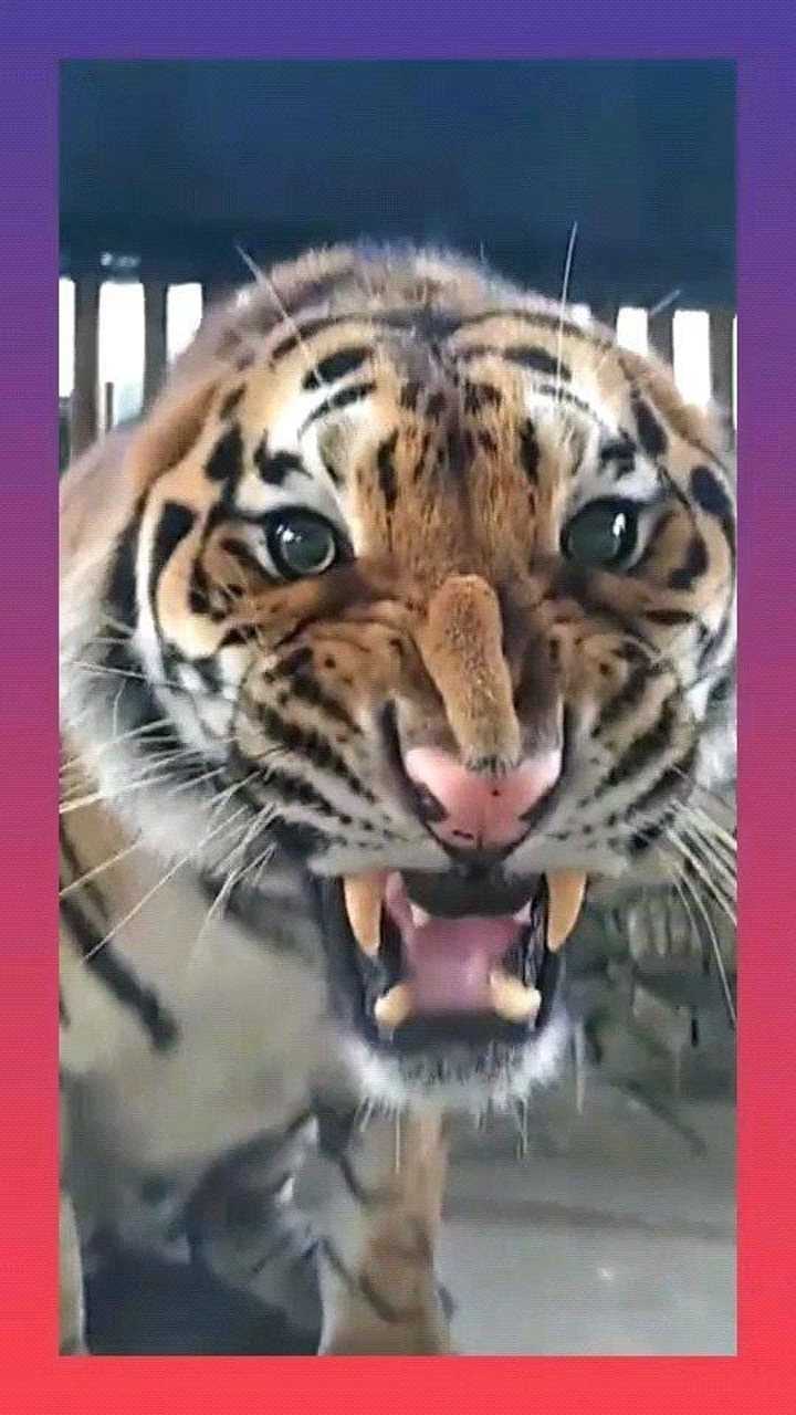 当真正的老虎遇到母老虎没想到立刻就怂了吼什么吼