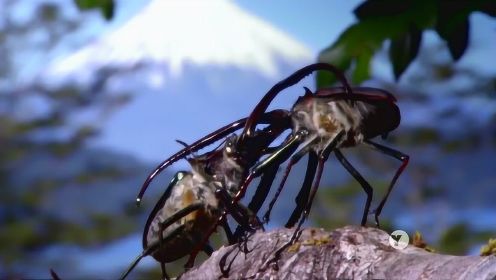来自智利的两只雄性达尔文甲虫的生死对决！重型武器需自备！