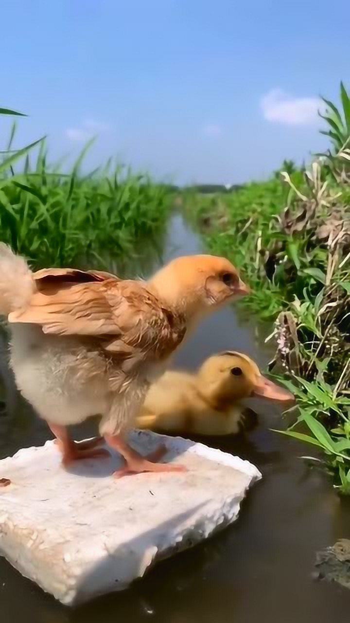 小鸭子带着小鸡游泳,小鸡从来没想过,自己也能体验到游泳的感觉!