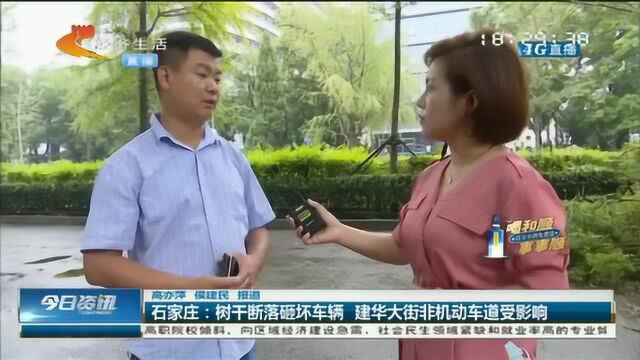 石家庄:粗壮树干断落砸坏轿车,车主报案,园林部门迟迟没有到场