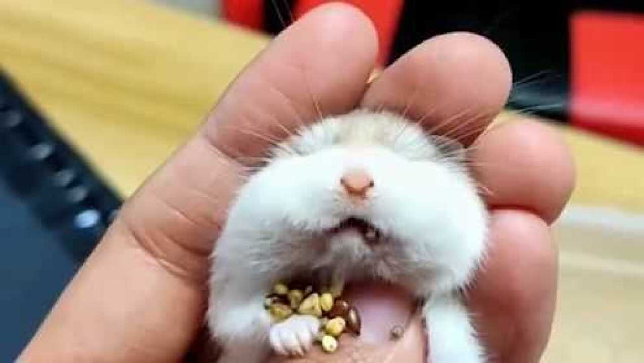 福州小伙养的仓鼠的嘴到底有多大,眼前的这一幕,我看傻眼了!