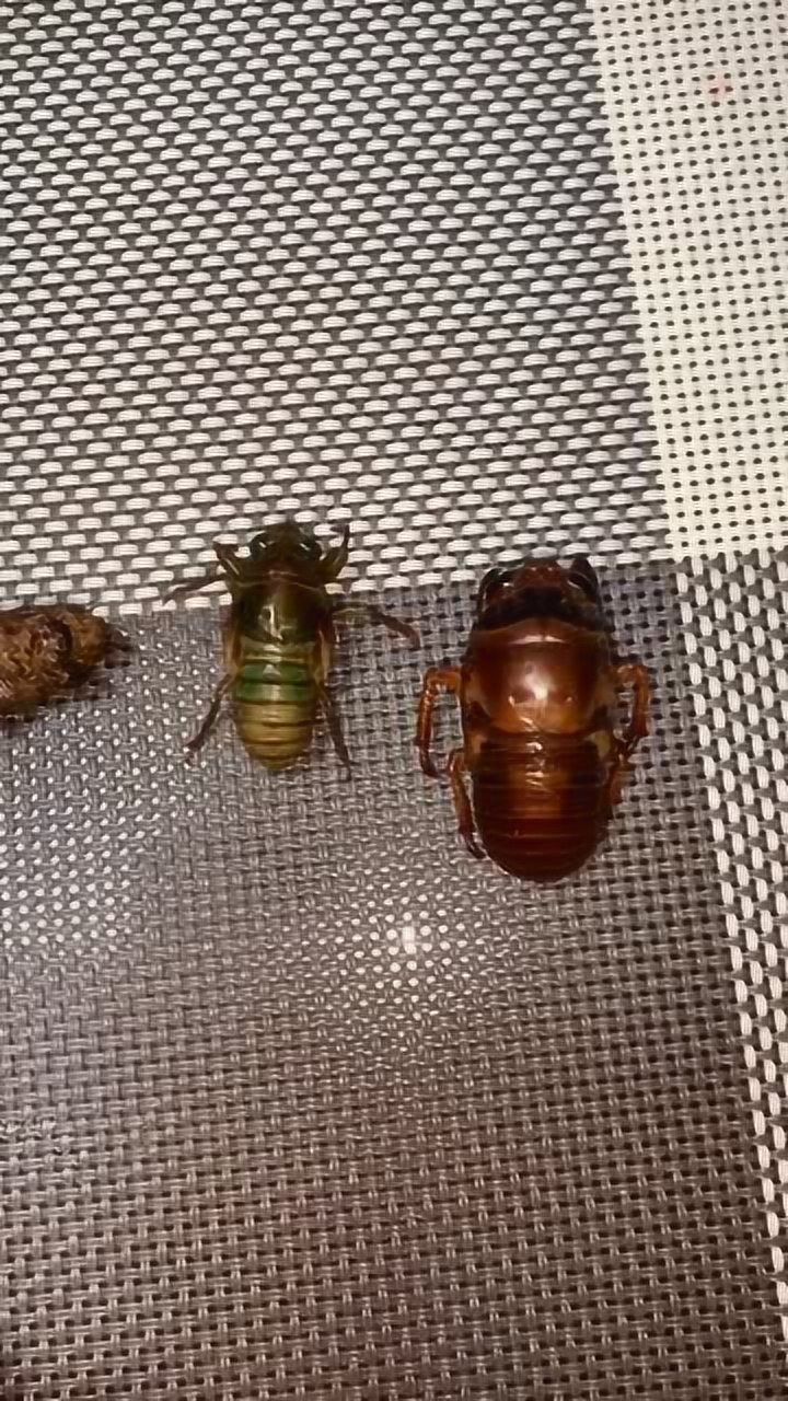 科普贴:从左到右依次为:蟪蛄,蛁蟟(diāo liáo),黑蚱蝉