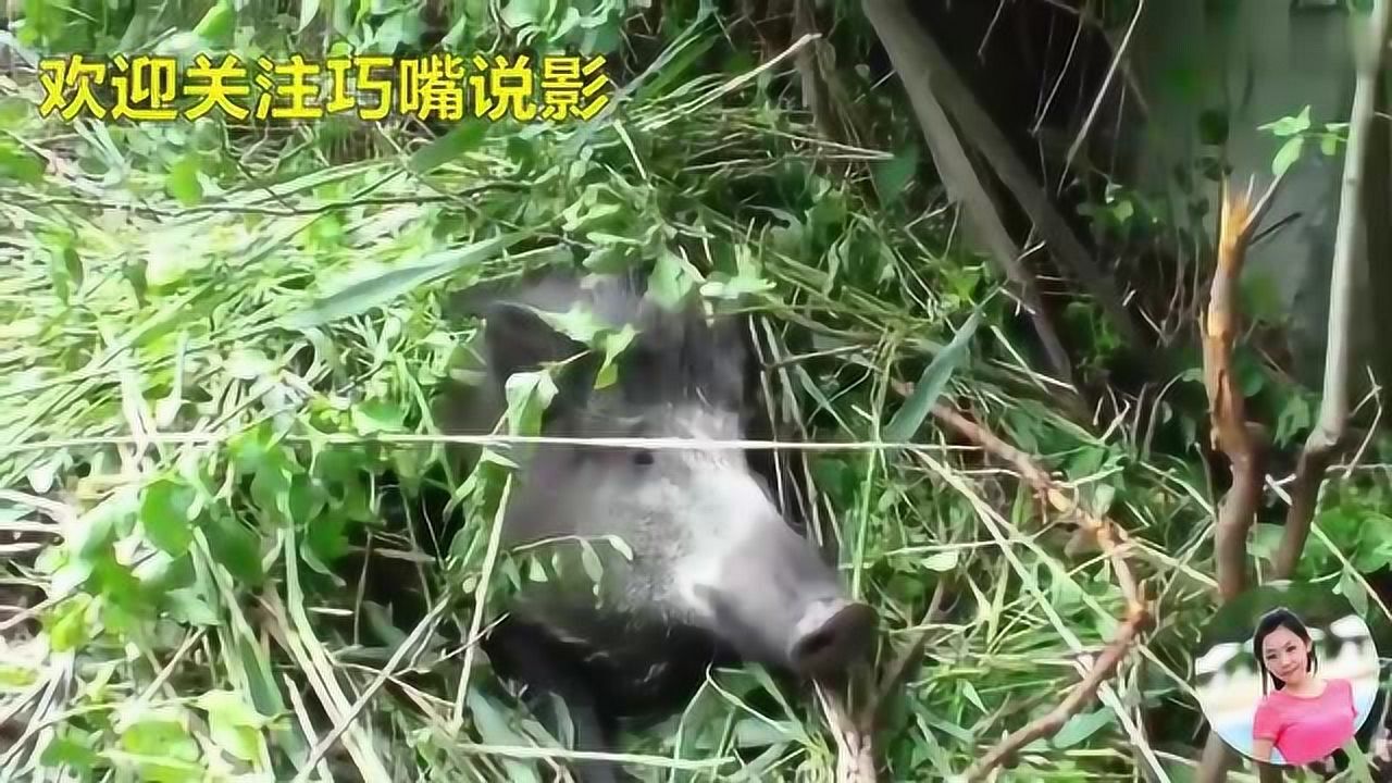 野猪生小猪全过程,你绝对没见过,刚出生的小野猪好可爱呀_高清1080P在线观看平台_腾讯视频