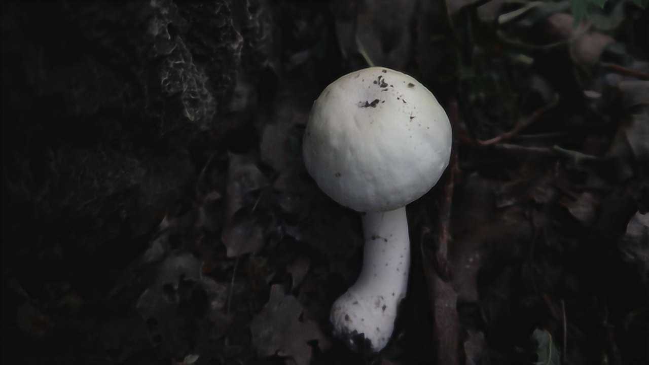 野外识菇:蘑菇属的常见种,不怎么白的白林地蘑菇