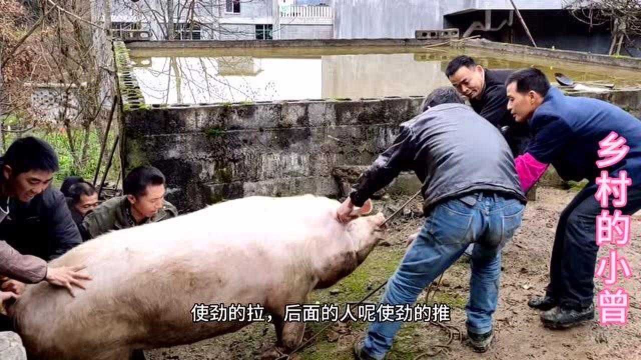 农村这种杀猪方法太先进，好多人没见过，半个小时一头_高清1080P在线观看平台_腾讯视频
