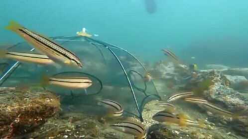 捕鱼迷魂阵进去了就别想出来了有人知道原理的吗