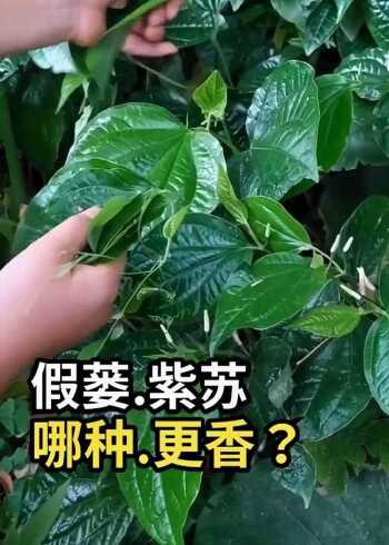 假蒌,紫苏这两个哪个更香呢?