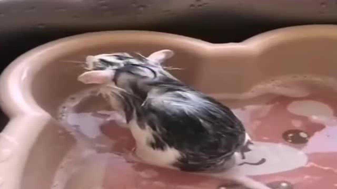 家里面的小仓鼠自己洗澡洗耳朵的动作真的是太可爱了