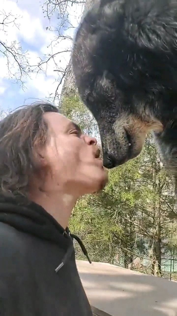 北美灰狼,世界上最大的狼,已经被驯化了