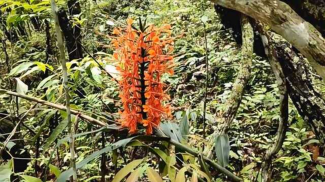 原始森林里发现独特的“野花”形状像“灯笼”蝴蝶采花粉被游客吓跑