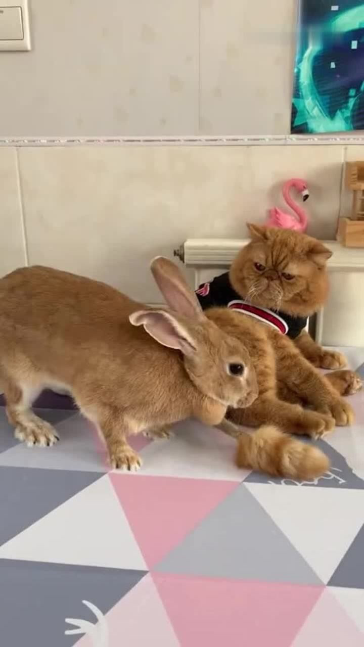 我家萌宠成精了兔子很皮儿!