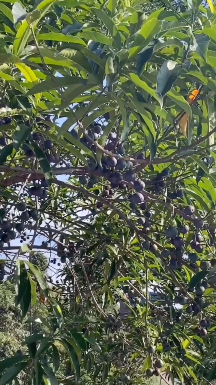 2020年新籽下树,今年的尼泊尔大金刚菩提子是什么样的呢?