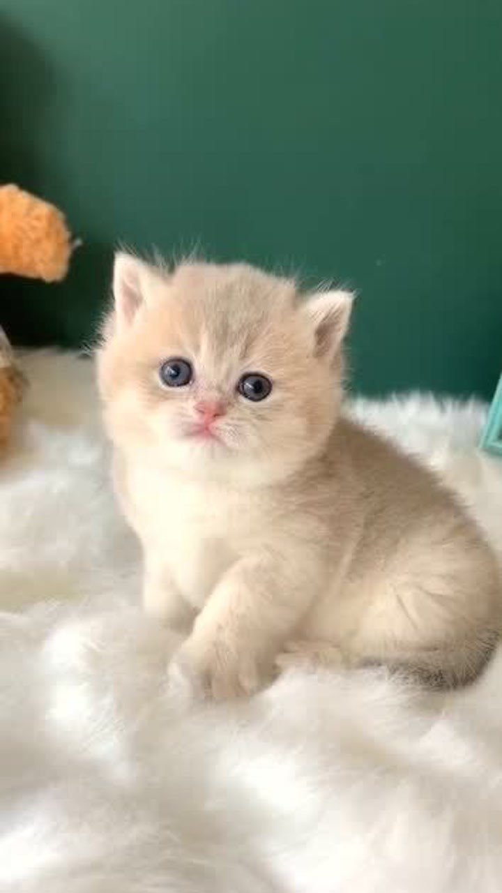 看小奶猫伸爪爪,还有最后歪头那一下,太可爱了