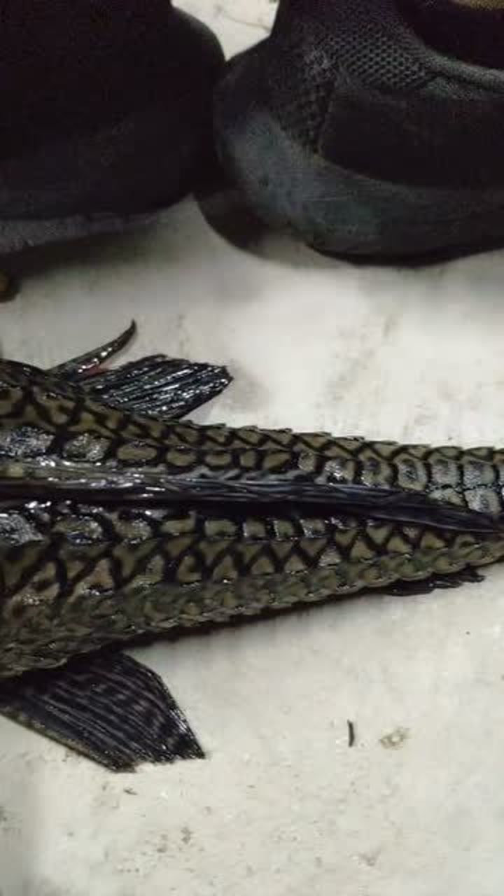 目前最大的清道夫,比两只脚都长,活着的样子太吓人!