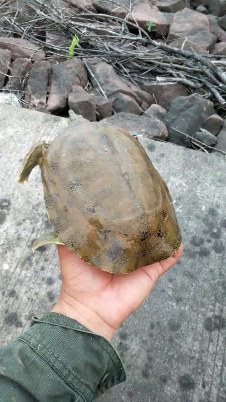 这么大的甲鱼你见过吗?