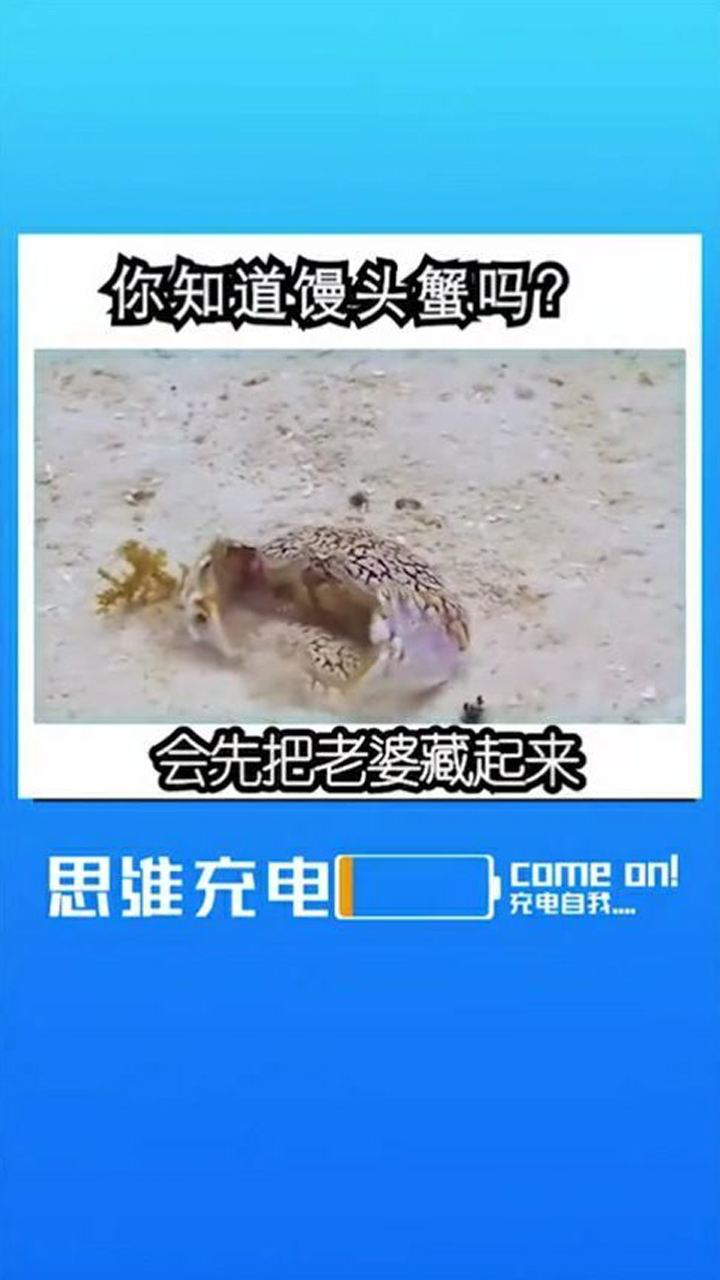 你知道馒头蟹吗留下你的评论谢谢