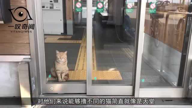 日本“猫咪岛”,猫是人口的6倍,猫奴的天堂