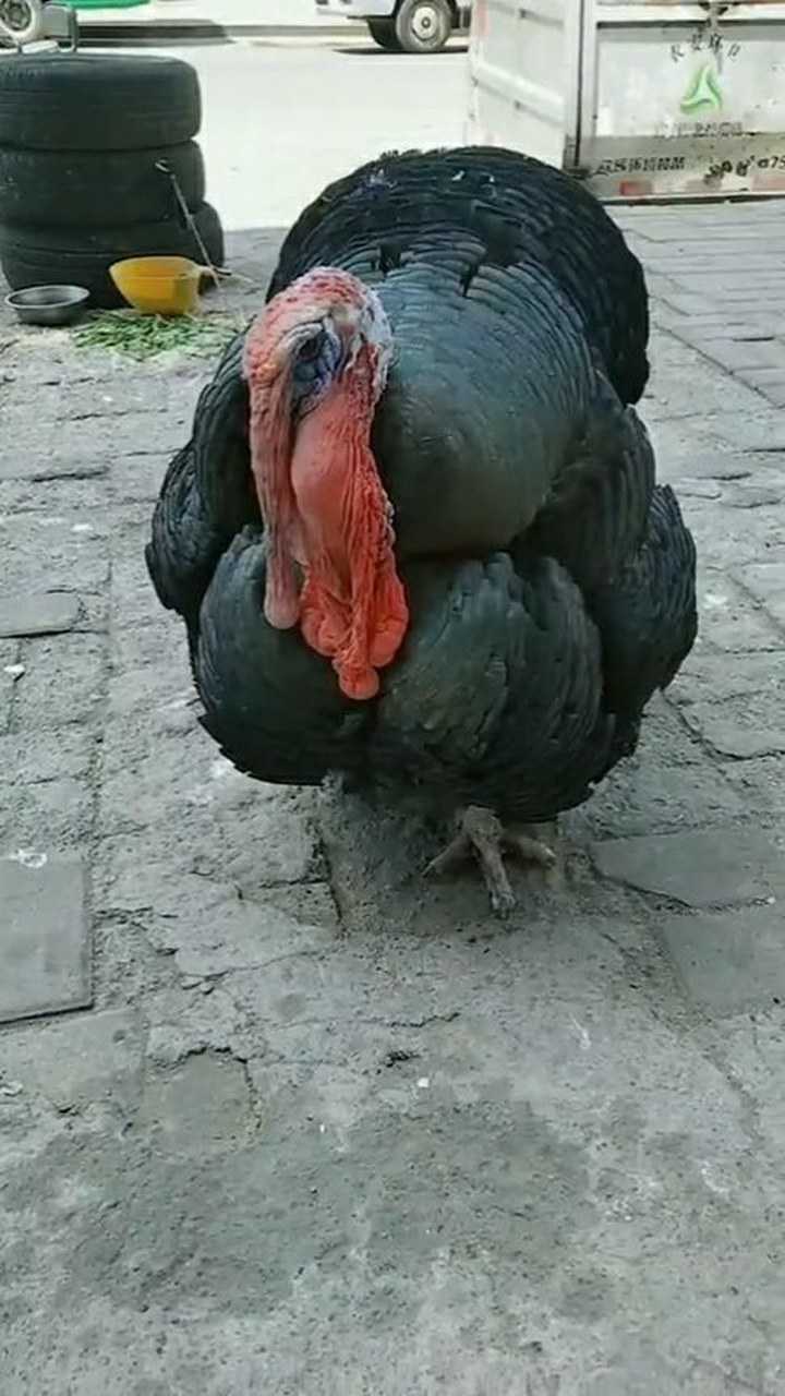 什么品种的公鸡很特别