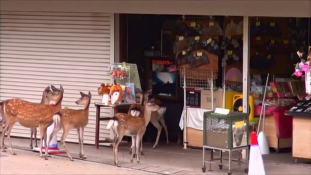 鹿科都跑到店里要做什么,它们是想找店主要东西吗