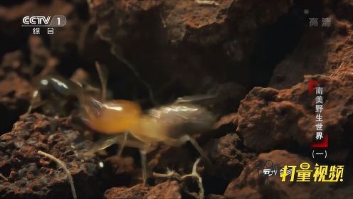 白蚁遭到蚂蚁攻击战况惨烈伤亡重大|动物世界