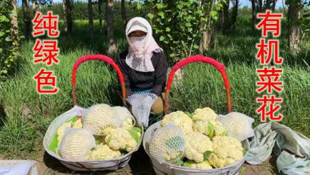 大妮姐一家去砍菜花,老公说一筐菜能换两只烧鸡,是真的吗