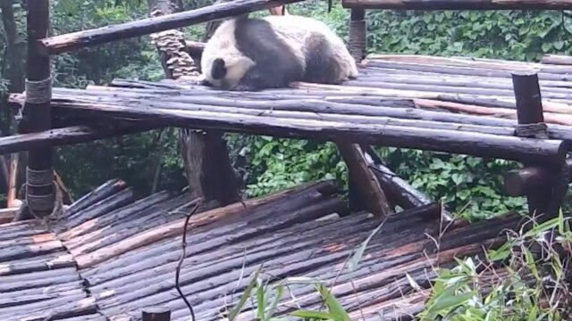 熊猫真是个神奇的物种,下着雨也能纹丝不动的睡觉,都湿透了