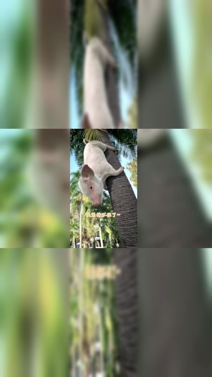 奇观,猪上树_腾讯视频