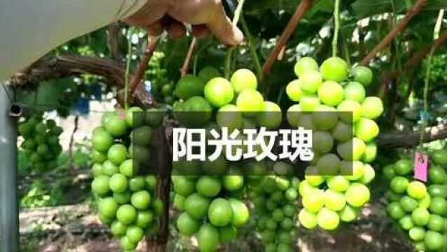 西昌葡萄最近7天价格走势如何?